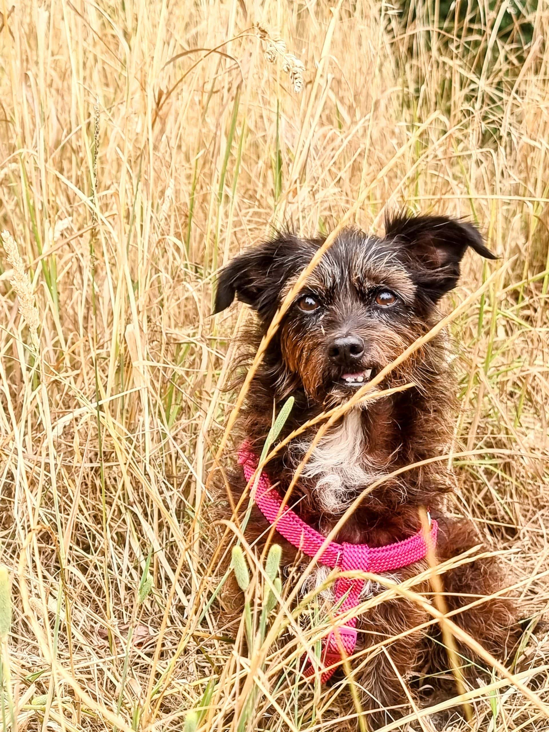 Foxtails in Dogs: Spot, Treat, and Prevent