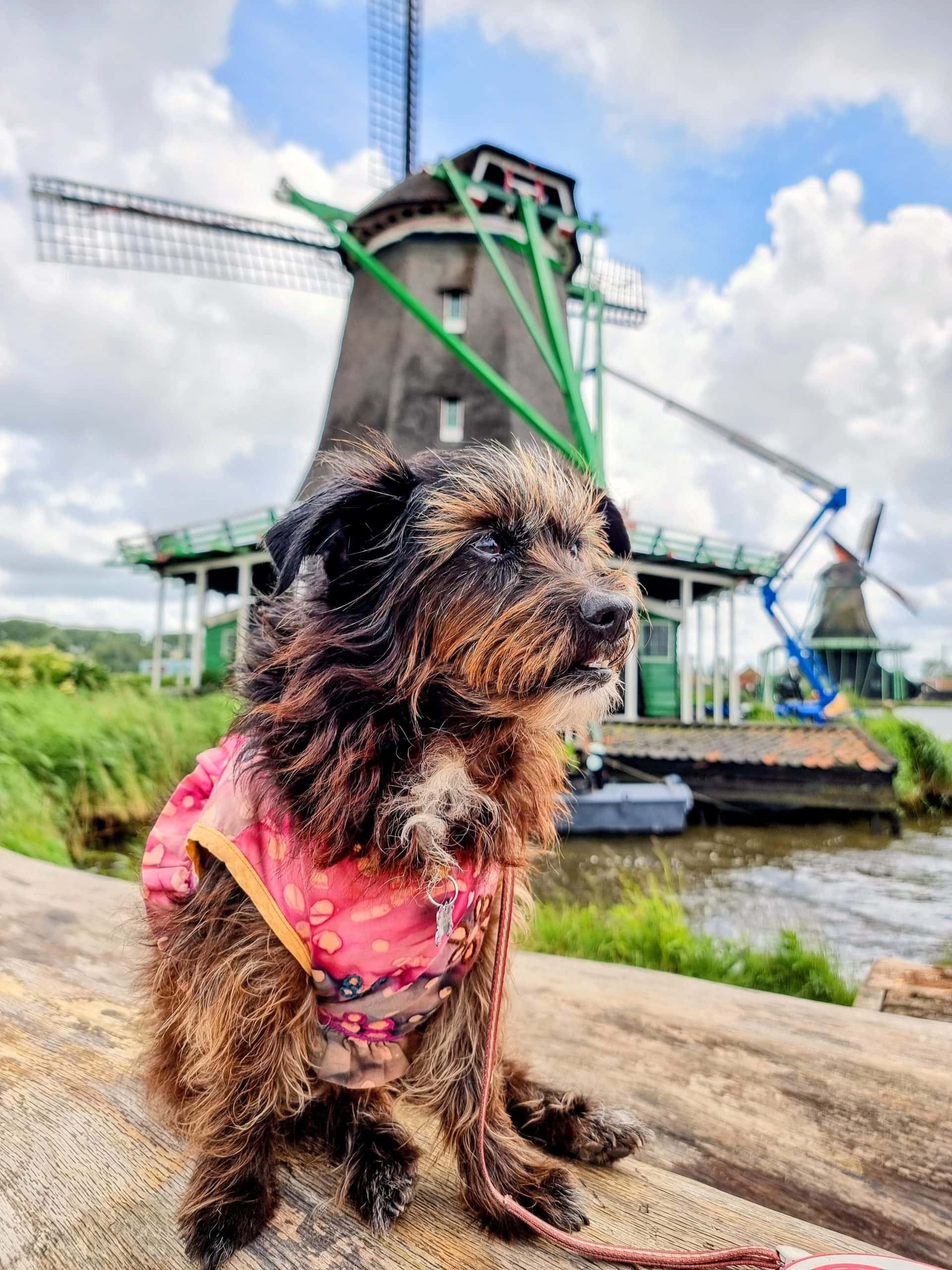 Dog-Friendly Netherlands: Rules, Transport & Real Travel Tips