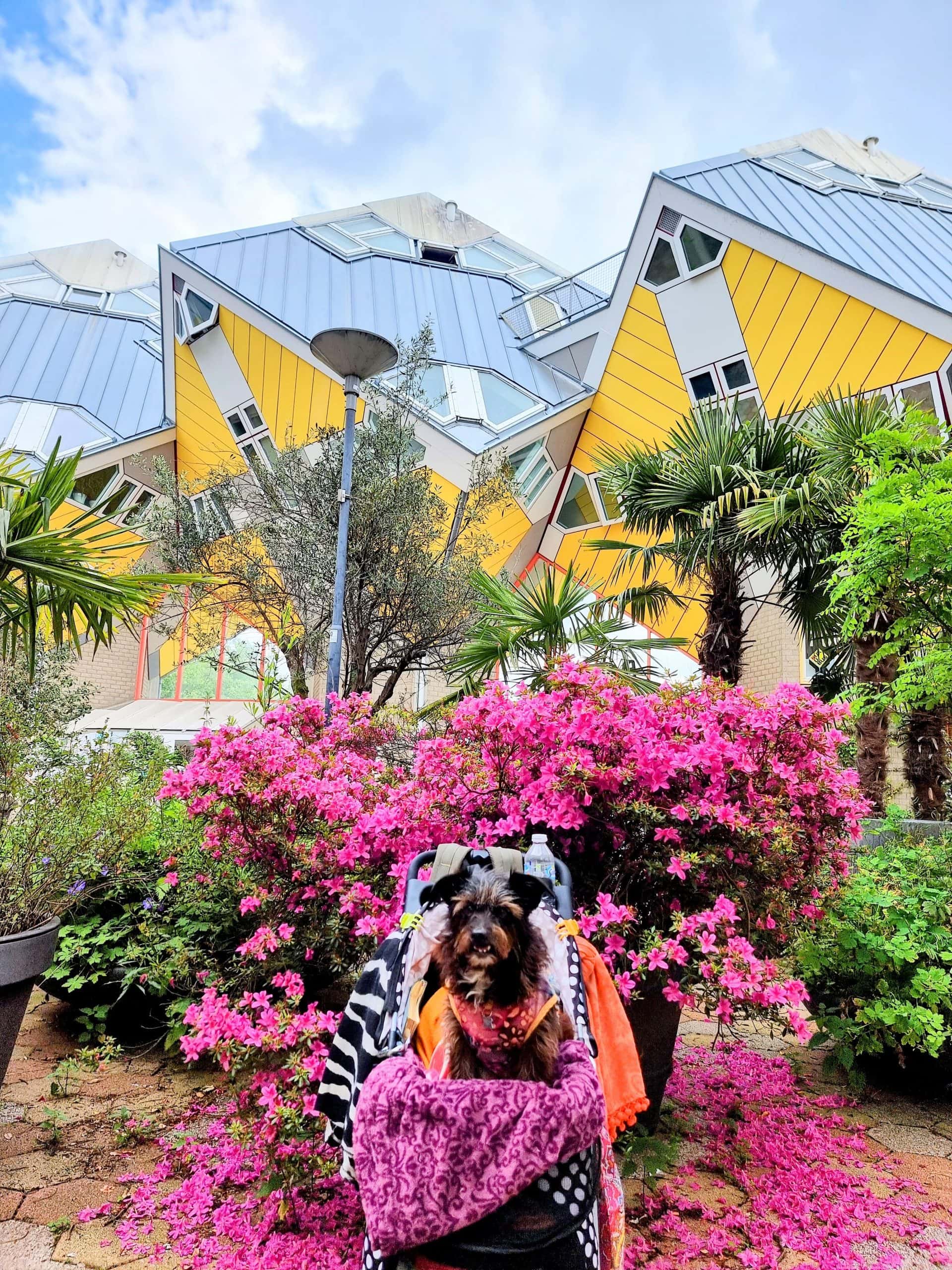 From Ferry to City: Our First Day in Rotterdam with a Dog