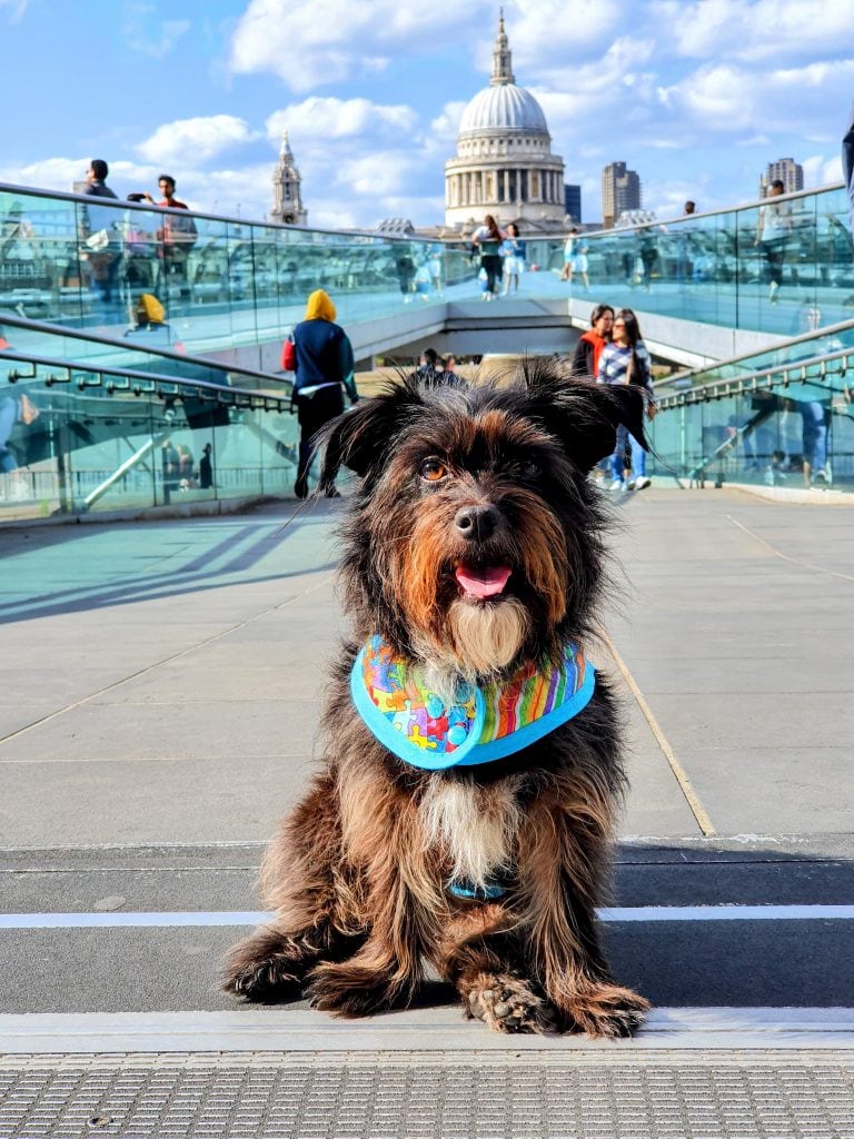 Cookie on Millennium Bridge with St Paul’s behind during a dog friendly London outing.