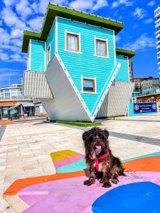 Cookie exploring Barking Around the UK at Brighton’s Upside Down House on a sunny dog-friendly coastal trip.