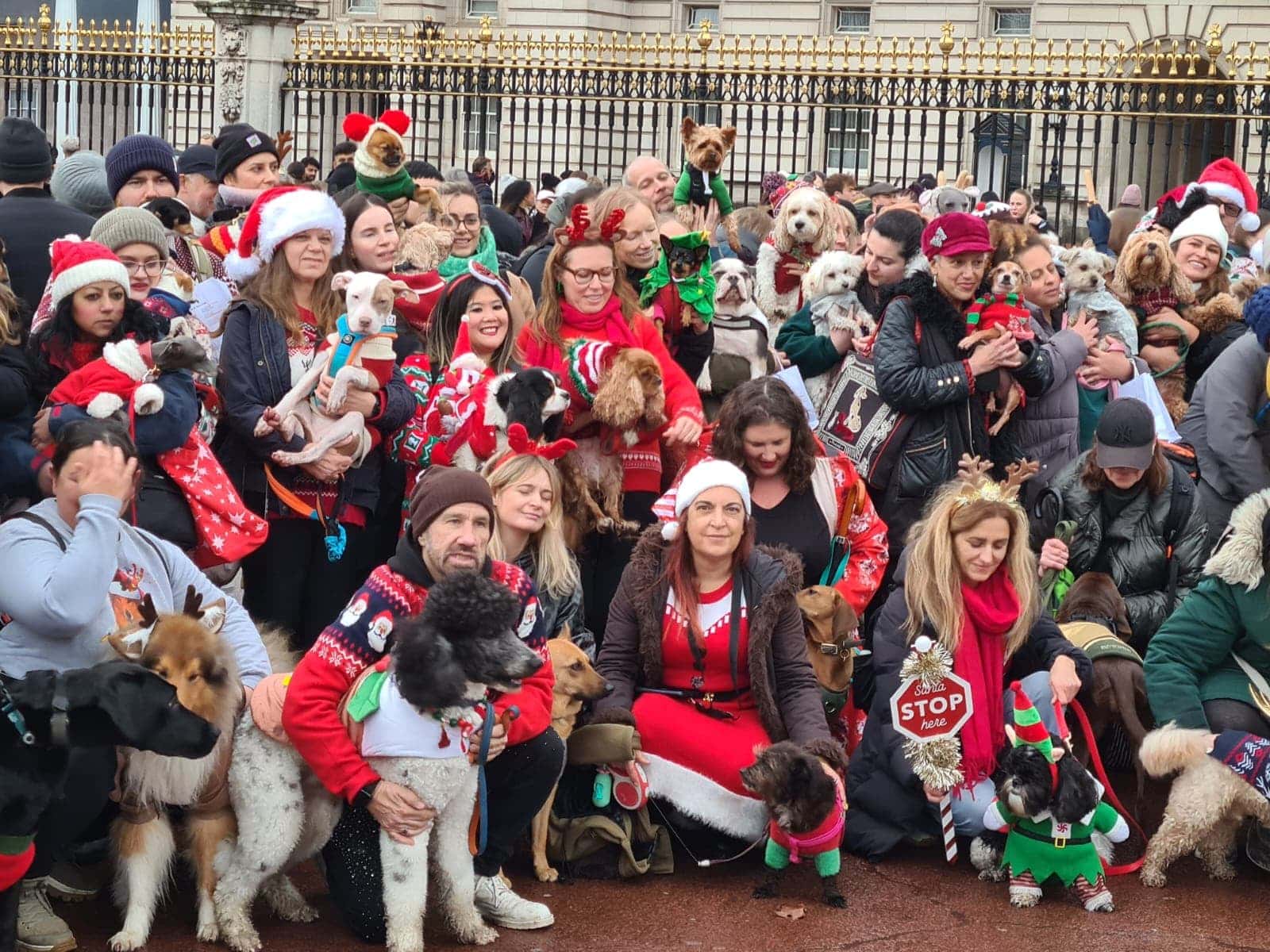 Rescue Dogs Christmas Jumper Walk – My Experience