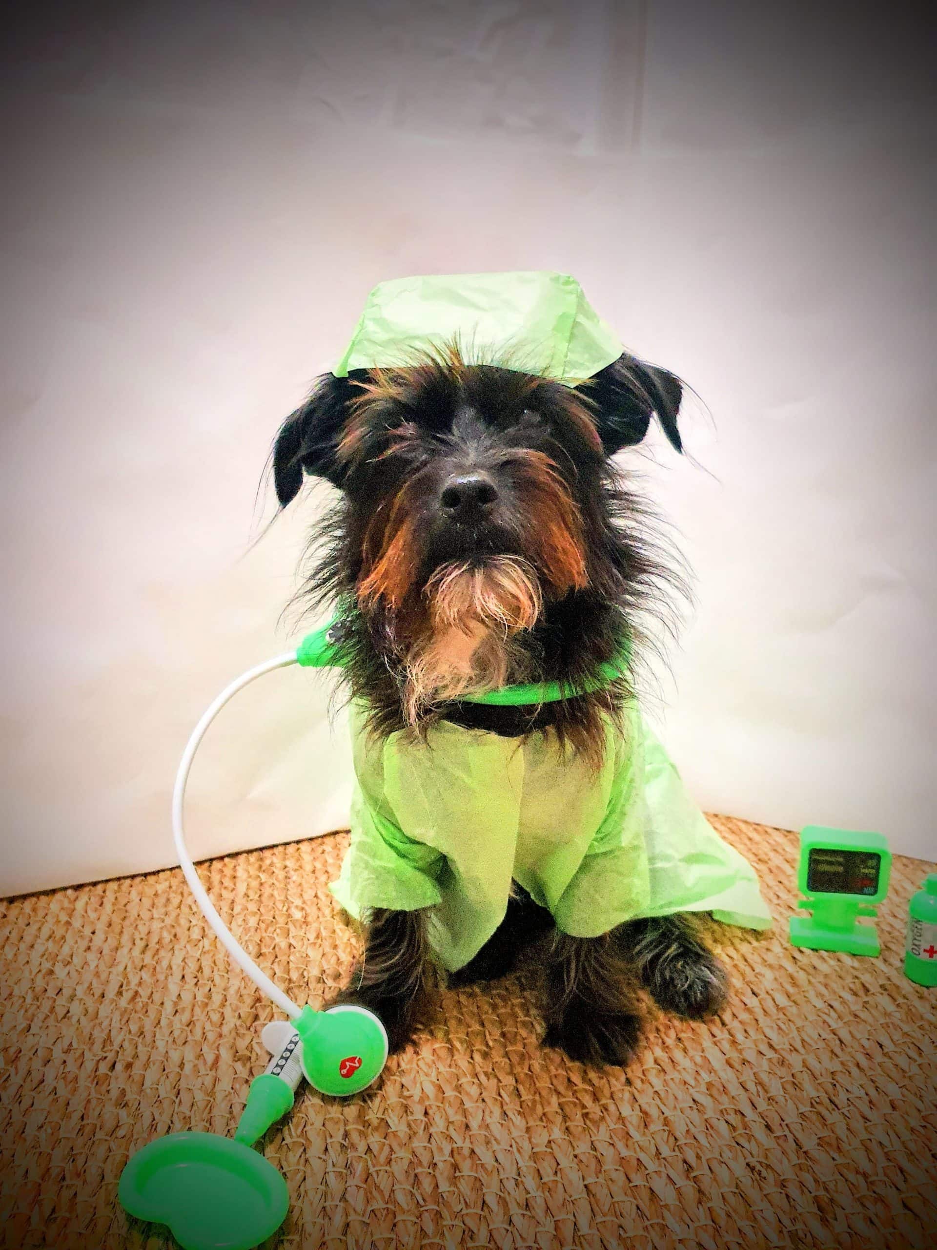 Cookie dressed as a little doctor promotes dog safety, medical awareness, and essential health guidance for pet parents.
