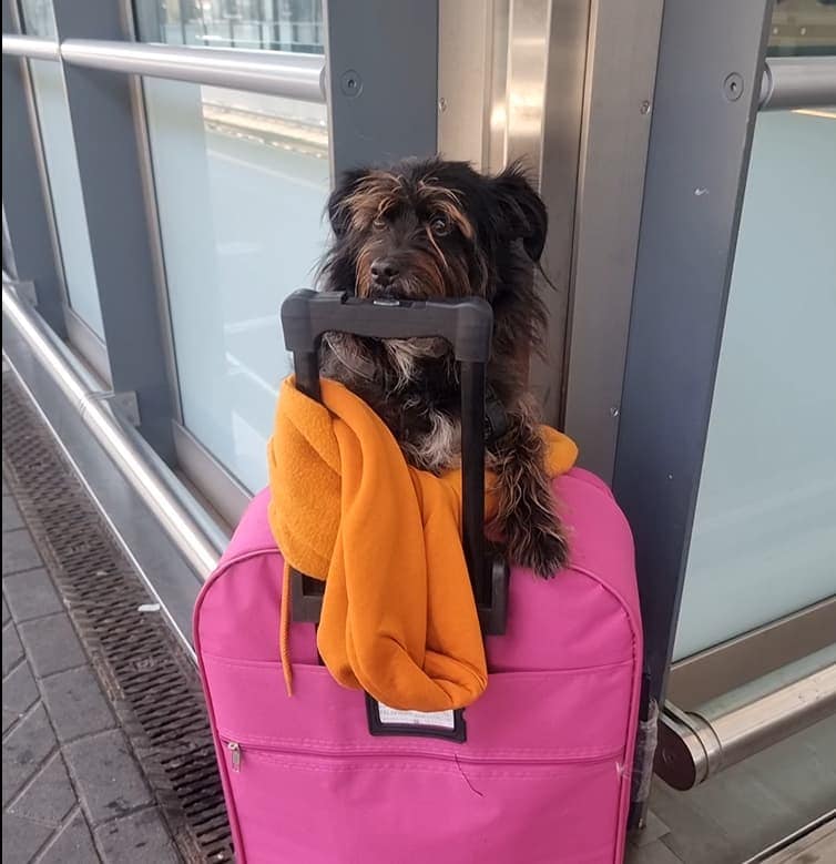 Woofing Behind Borders dog travel image with Cookie sitting on luggage before an international trip.