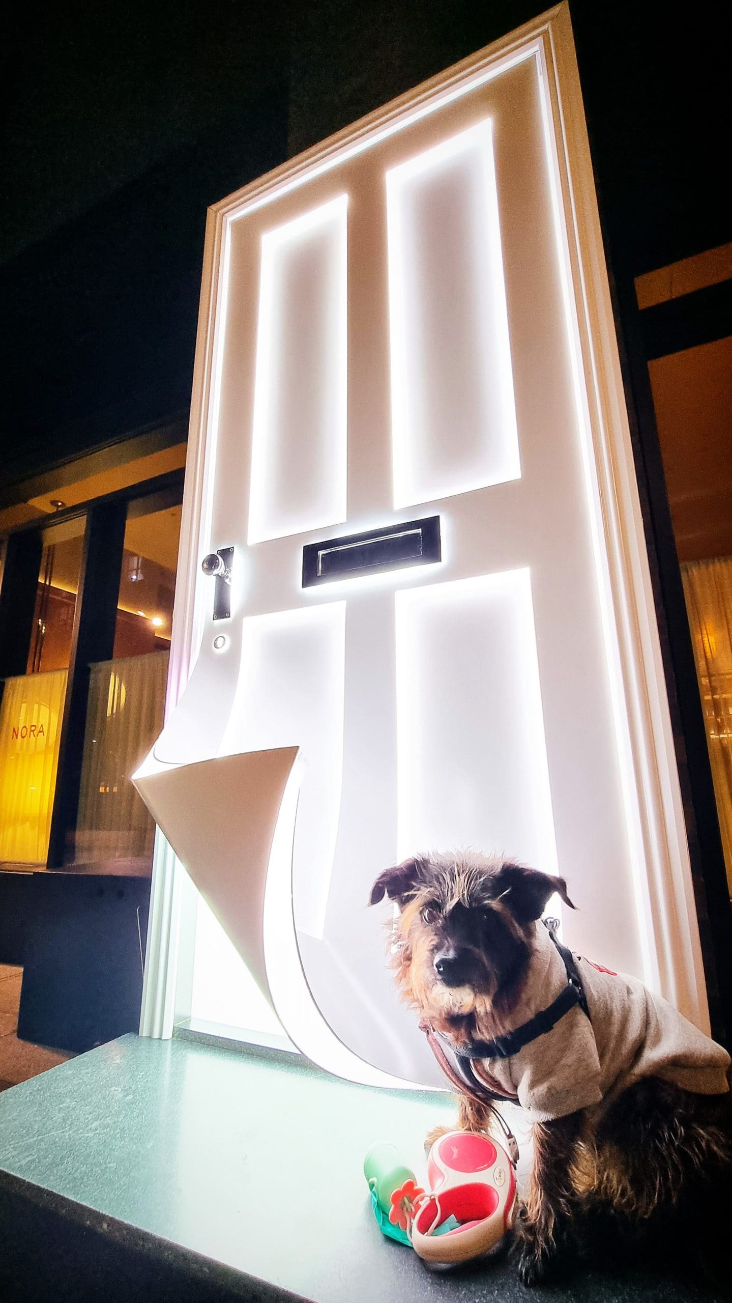 Winter Lights Canary Wharf glowing door with Cookie sitting calmly during a peaceful dog-friendly evening walk in London.