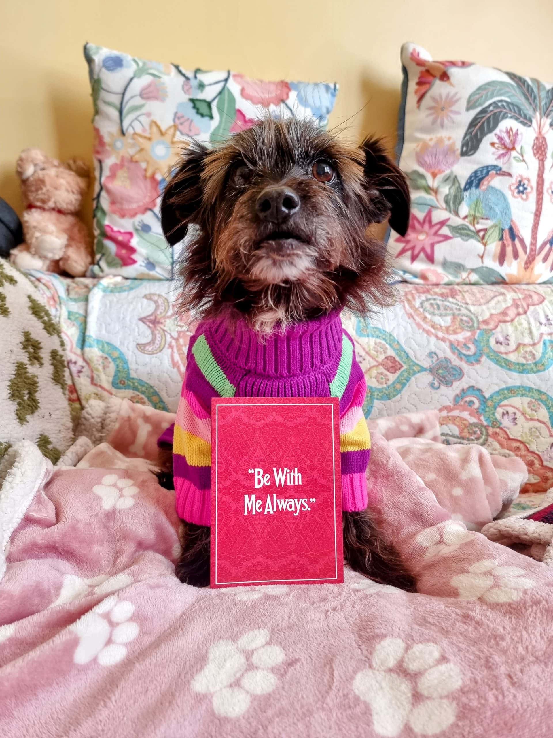 Dog-Friendly Valentine’s Day in Richmond: London Guide