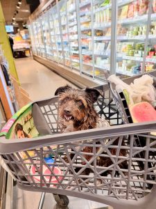 Cookie sitting in a supermarket trolley for dog food tips and safer food choices.