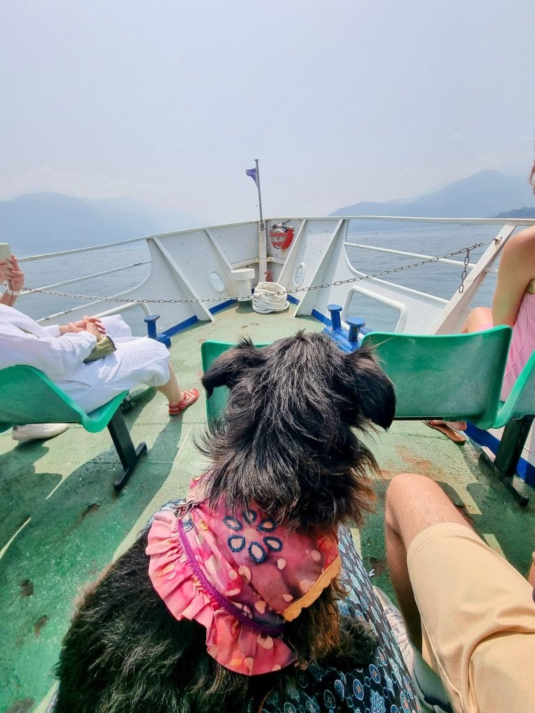 Cookie enjoying dog-friendly travel on a Lake Como ferry with mountain views.