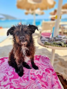 Cookie sitting in the shade on a beach lounger on Elba Island.