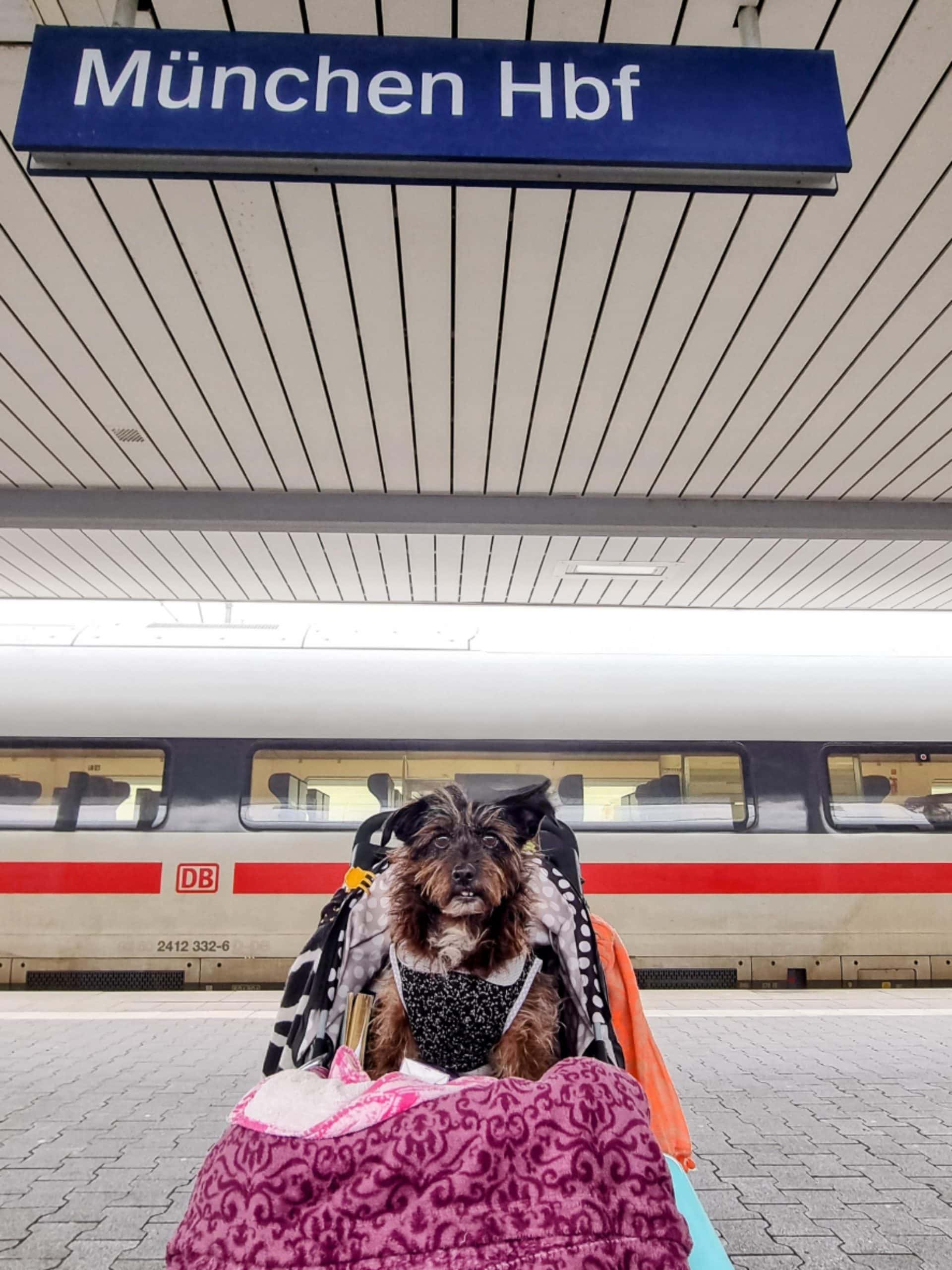 EU Pet Travel Rules 2026: What You Need to Know