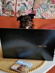 Cookie behind a laptop while researching pet travel rules before a dog-friendly trip.