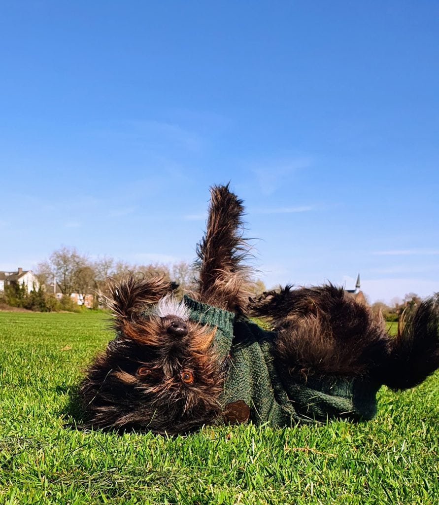 Cookie rolling in the grass, showing the joyful spirit of Barks and Life Sparks.