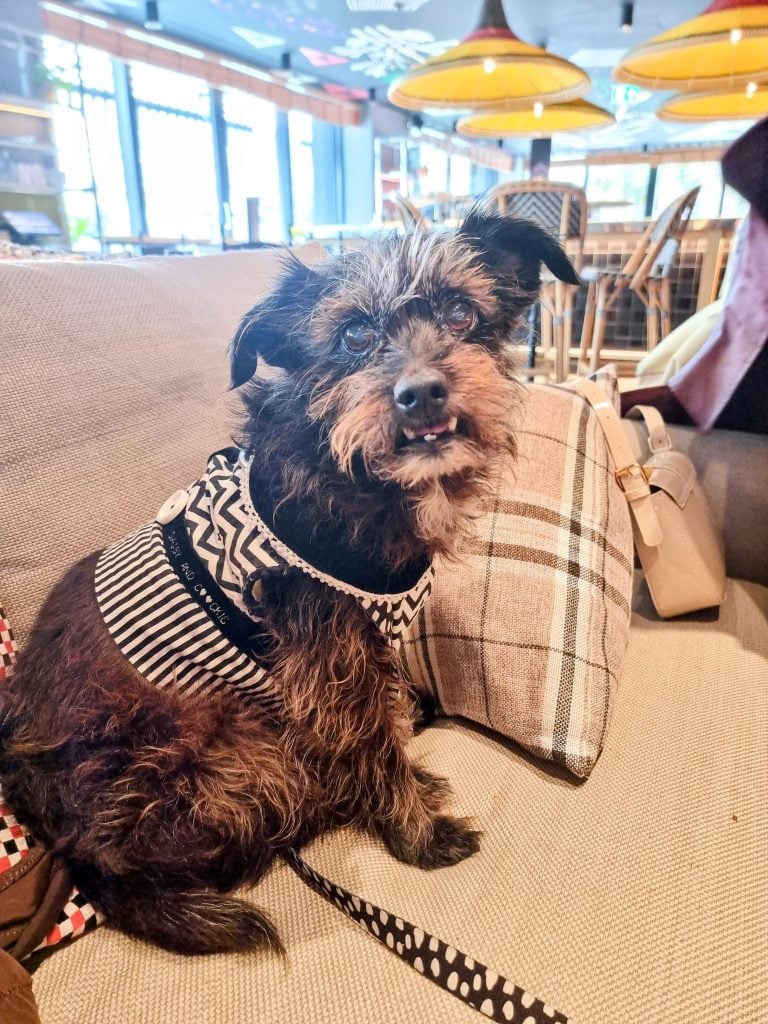 Cookie, a rescue dog, sitting safely indoors after ethical pet choices.