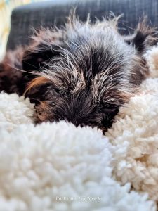 Cookie resting in a blanket, representing pet regret support and animal wellbeing.