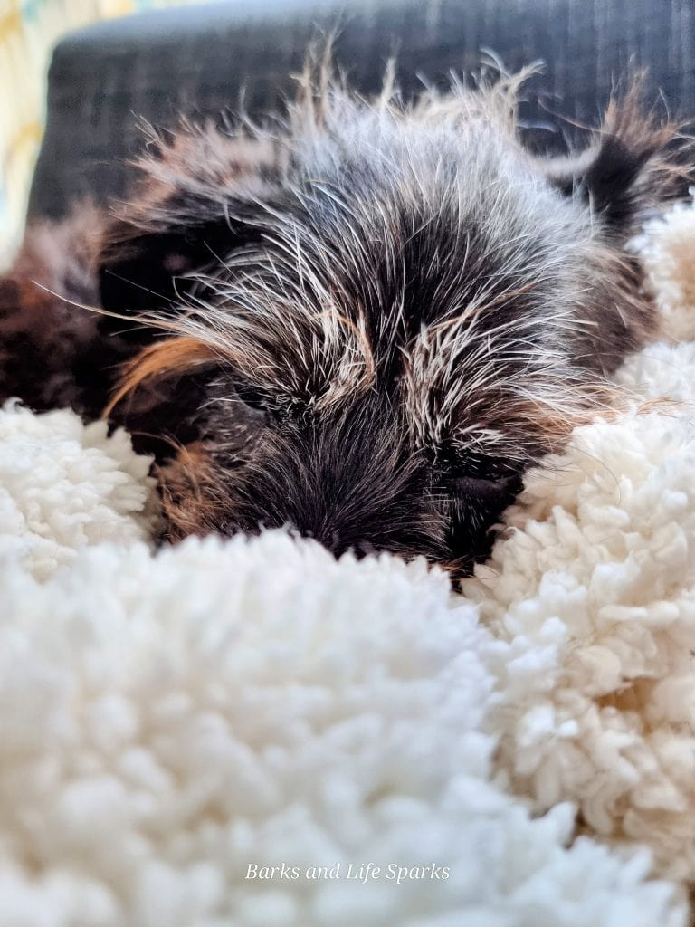 Cookie resting in a blanket, representing pet regret support and animal wellbeing.