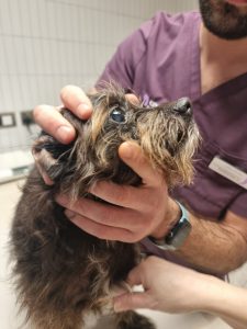 Cookie at the vet during a responsible pet parenting health check.