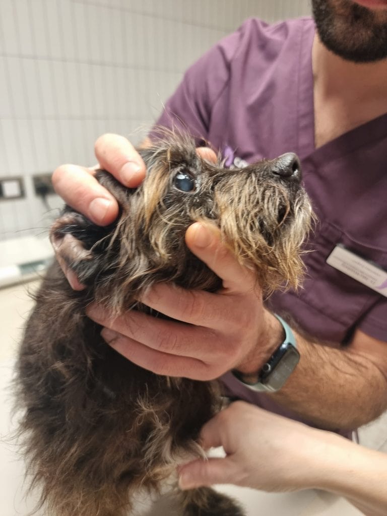 Cookie at the vet during a responsible pet parenting health check.