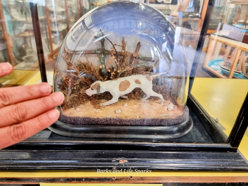 Tiny, the Wonder Dog, preserved behind glass at St Ives Museum.