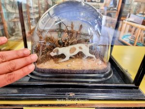 Tiny, the Wonder Dog, preserved behind glass at St Ives Museum.