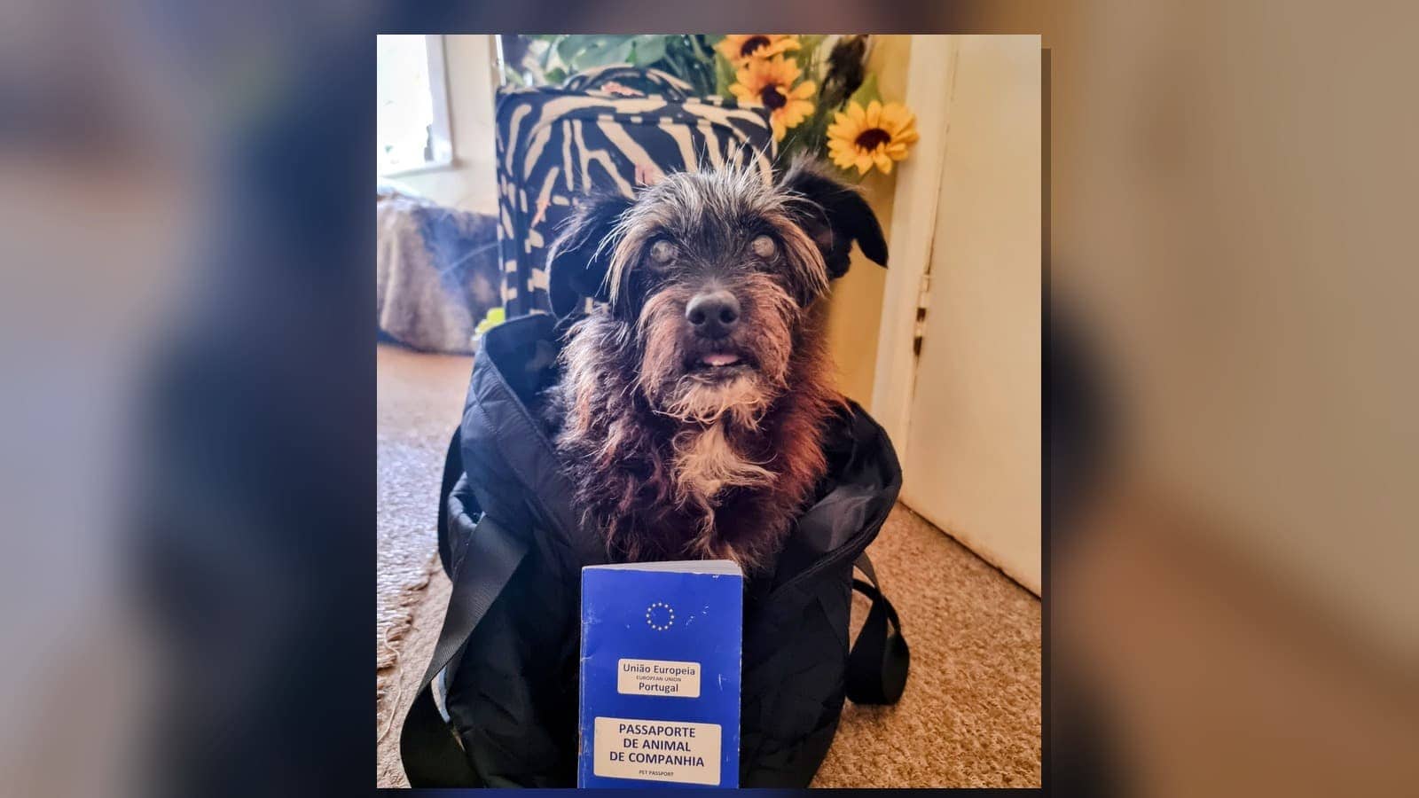 EU Pet Passport Explained: What It Is, Who Can Use It, and What’s Inside