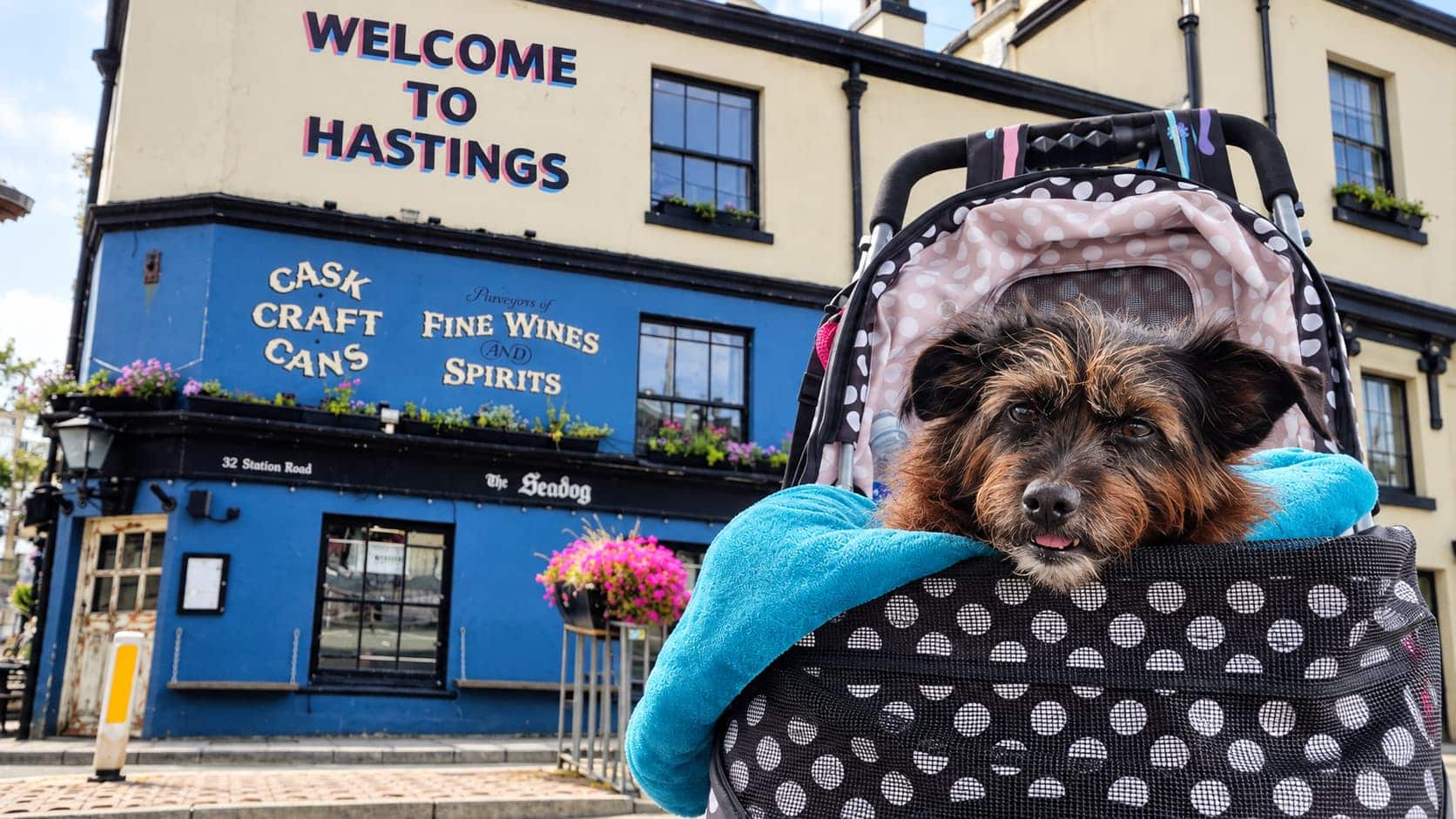 Dog-Friendly Hastings: 12 Things to Do With Your Dog